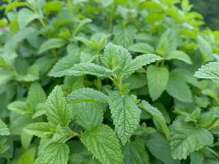 Close-up shot of a Lemon Balm bush growing in a garden outside