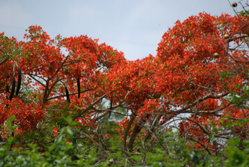 Fototapeta na wymiar Flores,todo el año,ventajas de vivir en un pais tropical!