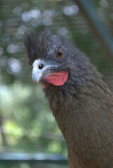 Aves,rapaces,de corral,todas quieren volar y dominar el cielo.