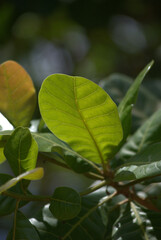 Verde,nuestro mundo debe ser cada dia mas verde!