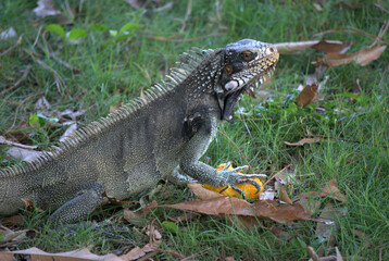 Iguanas,gentiles animales como venidos de la era prehistorica.