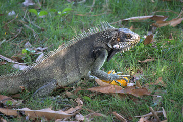 Iguanas,gentiles animales como venidos de la era prehistorica.