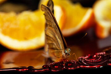 An orange julia butterfly - obrazy, fototapety, plakaty