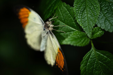 Orange Tip Butterfly