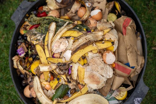 vegetable waste in a compost bin with worms breaking them down