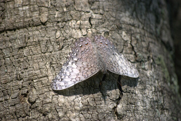 Mariposas,graciles criaturas que nos alegran los dias con su gracioso vuelo.