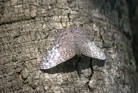 Mariposas,graciles criaturas que nos alegran los dias con su gracioso vuelo.