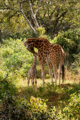 Naklejka na ściany i meble Giraffe with a newborn baby 