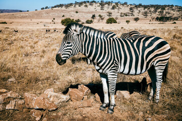 Fototapeta premium Wildlife preserve in Gauteng