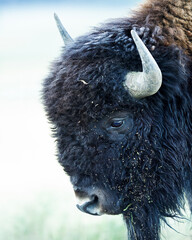 Bison headshot at Yellowstone National Park