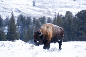Bison at Yellowstone National Park in the snow