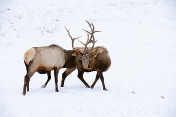 Elks sparring in the snow in Yellowstone National Park