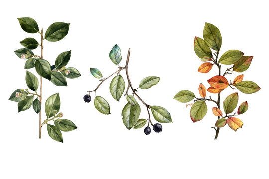 watercolor drawing branches of shiny cotoneaster with leaves, berries and flowers, isolated at white background, natural element, hand drawn botanical illustration