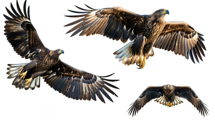 Majestic bald eagle in flight on white background