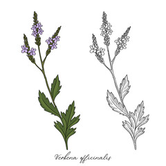 vector drawing verbena, Verbena officinalis, hand drawn illustration of medicinal plant