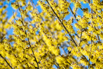 Vibrant yellow nature background, closeup of winter blooming witch hazel flowers on a garden shrub
