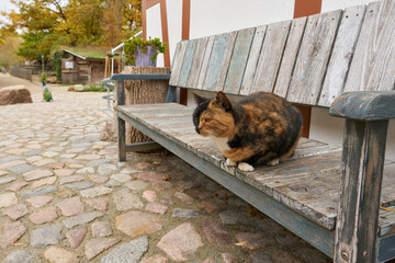 gefleckte Katze auf einer Bank auf einem Bauernhof in Deutschland - 756141437