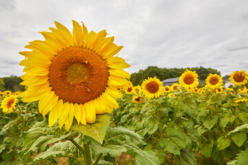 A beautiful yellow sunflower in a summer field of many plants all turned towards the sun