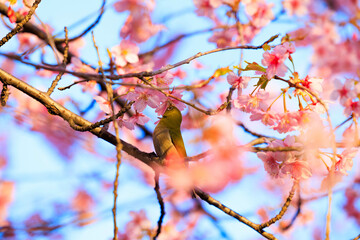 河津桜とメジロ