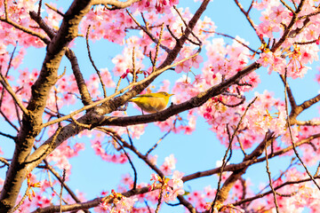 河津桜とメジロ