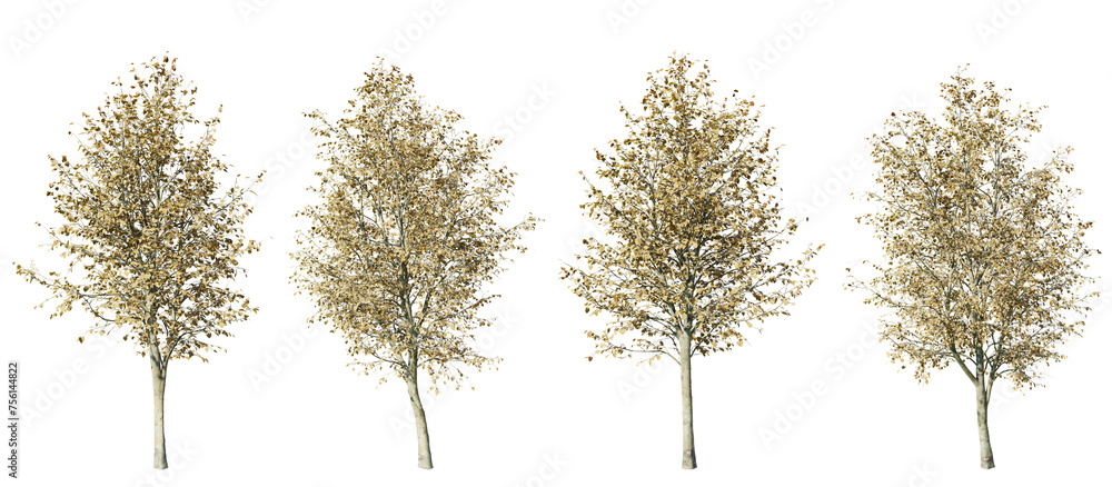 Poster tilia platyphyllos tree on transparent background.3d rendering png