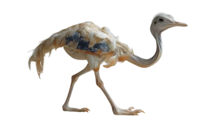 Wandaufkleber This young ostrich in mid-sprint captured with dynamic movement and detail against a white background © Daniel
