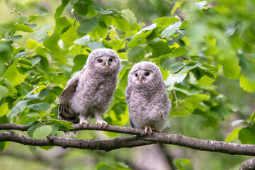エゾフクロウの子供