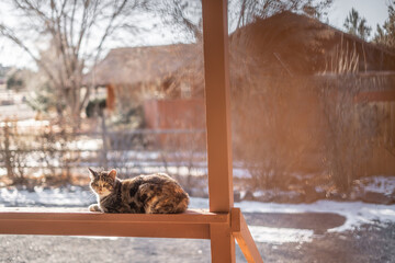 Cat on Wooden Cabin Porch Perched on Wood Post