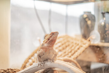 Reptile Tank in the Reptile Room