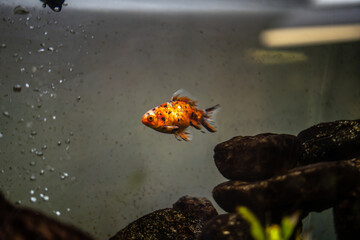 Spotted Gold Fish in Tank