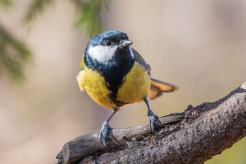 Cute bird Great tit, songbird sitting on the branch with blurred background
