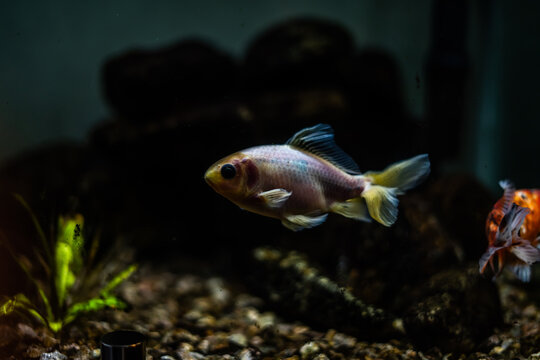 Dark Photo of Dramatic Coloring and Pink Scales on Indoor House Fish