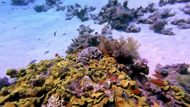 Colorful Reef Fishes Swimming On Coral Reef In The Red Sea. Sharm El-sheikh, Egypt. underwater