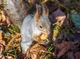 Autumn squirrel with nut sits on green grass with fallen yellow leaves