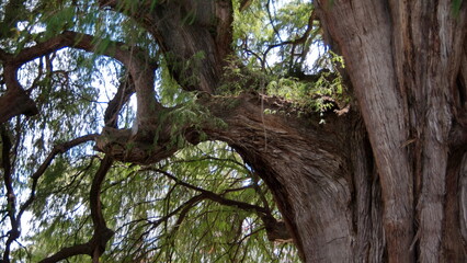 Underside of the canopy of the Tule Tree in Santa Maria del Tule, Oaxaca, Mexico