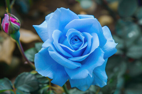 A rare and beautiful blue rose in full bloom