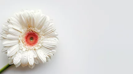 Rolgordijnen Delicate White Gerbera Daisy Blossom © TY