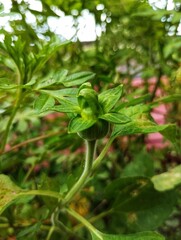 Obraz premium Mexican sunflower bud