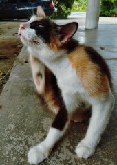 Calico cat stratching her ear