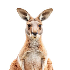 Obraz premium Kangaroo isolated on transparent background 