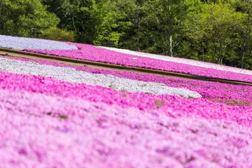 Papier Peint photo autocollant Violet 日本の風景・春　埼玉県秩父市　羊山公園の芝桜