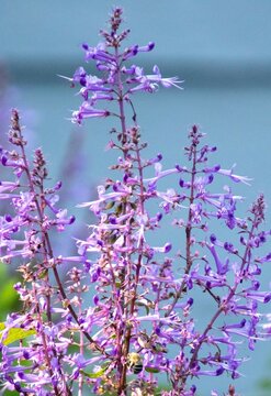 A solitary bee pollinates a purple flower image in vertical format bor background use