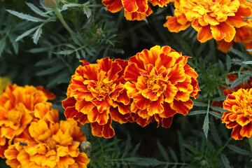 Closeup of orange marigold flowers and foliage