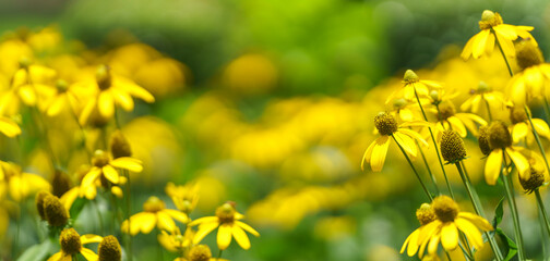 Closeup of yellow flower under sunlight with copy space using as background natural plants landscape, ecology wallpaper cover page concept.