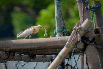 A Squacco Heron (Ardeola ralloides) walking with prey