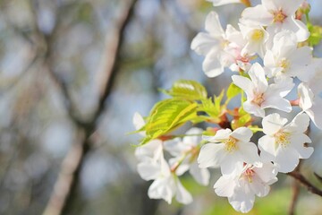 Leaf of cherry blossoms and the fresh green