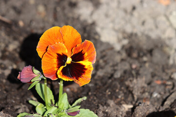 Flowering viola plant.
