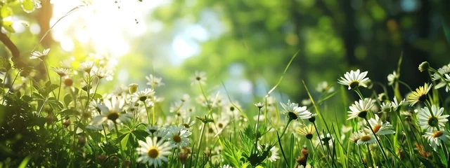 Fototapete Wild daisy flower green and sun light. © Eyepain