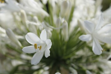 Fondo de Flores blancas 