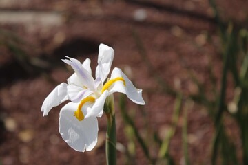 Flor blanca, entorno desertico